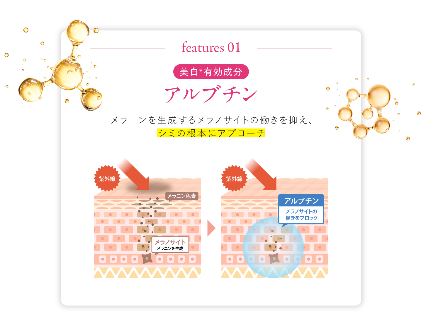 美白有効成分 アルブチン メラニンを生成するメラノサイトの働きを抑え、シミの根本にアプローチ
