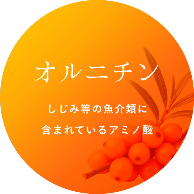 オルニチン しじみ等の魚介類に含まれているアミノ酸
