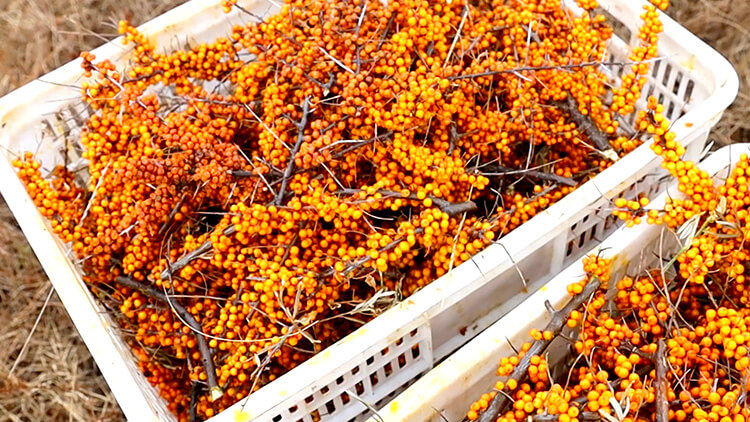 GOLDEN SAJI サジーワイン琥珀（ゴールデンサジー サジーワインコハク