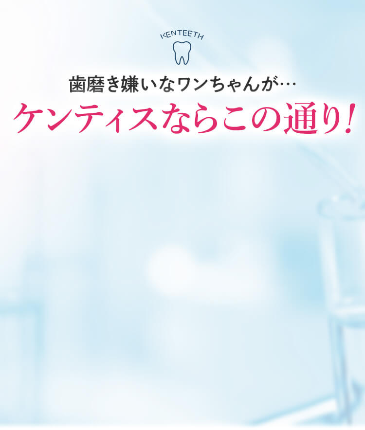 ケンティスならこのお通り!