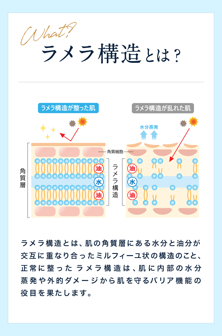ラメラ構造とは